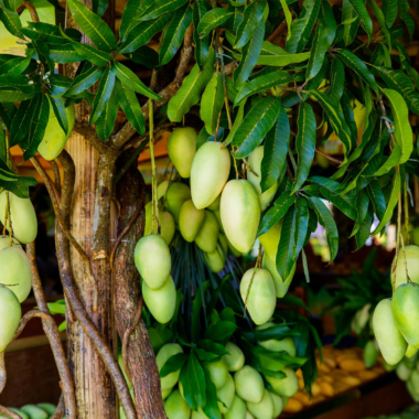 Top 10 Secrets to Running a Successful Mango Farm