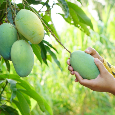 The Health Benefits of Mangoes: Nature’s Sweet Superfood